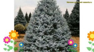 Ель голубая Хупси. Краткий обзор, описание характеристик, где купить саженцы picea pungens Hoopsii