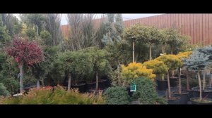 можжевельник скальный блю эрроу посадка в плотную изгородь и оброботка от вредителей