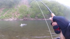 Ловля Симы нахлыстом на реке Лютога, остров Сахалин.