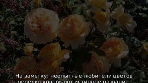 Роза Кэндллайт