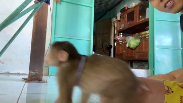 Monkey Baby Shin Can Go Back To his hometown to play | Pets Tutorial смотреть онлайн