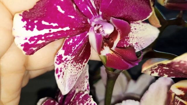 НОВЫЕ ПОКУПКИ ОРХИДЕЙ-БУДДА.ЛИОДОРО И ДР./28.05.23// смотреть онлайн