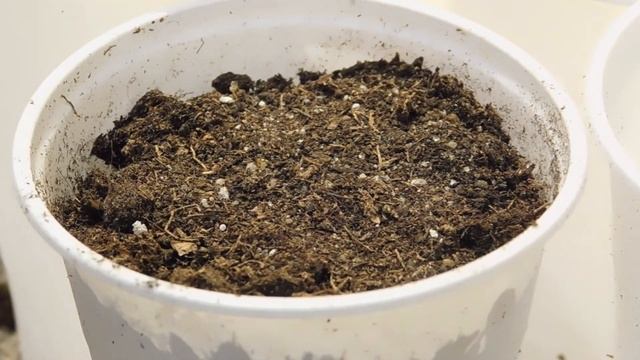 Мандарин из косточки в домашних условиях. смотреть онлайн