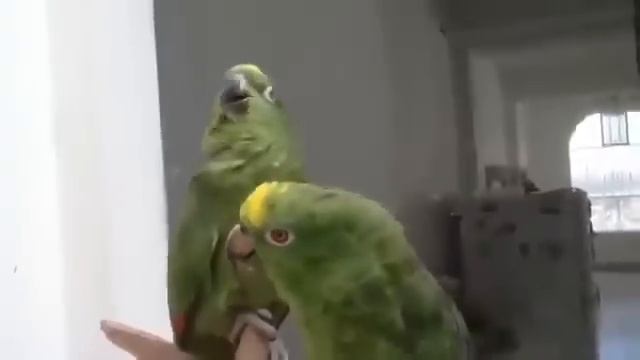 Хор Турецкого отдыхает!!! смотреть онлайн