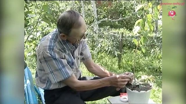 01 - Секрет успешной прививки деревьев #urozhainye_gryadki смотреть онлайн