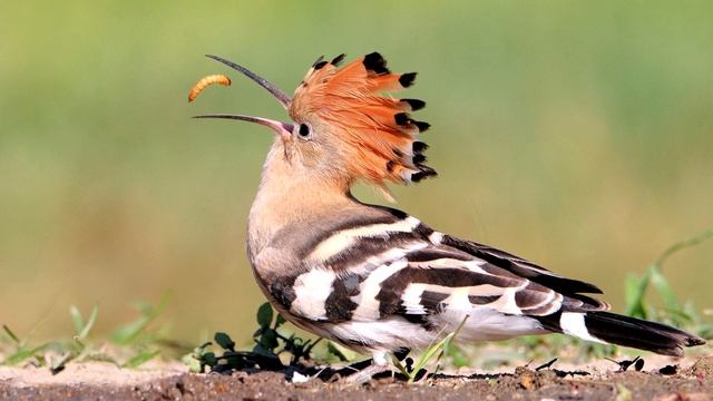 Удод - интересные факты (Фото, видео, звуки) смотреть онлайн