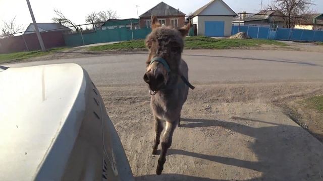Никогда не общался с ослами. Sony X3000 смотреть онлайн