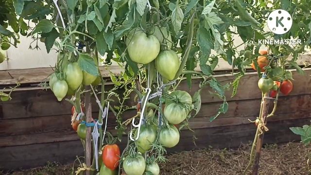 Сибирь. Обзор и дегустация томата Японское Бычье сердце. смотреть онлайн