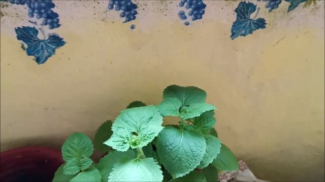 ДАЧА, обзор участка. Мои цветы на балконе смотреть онлайн