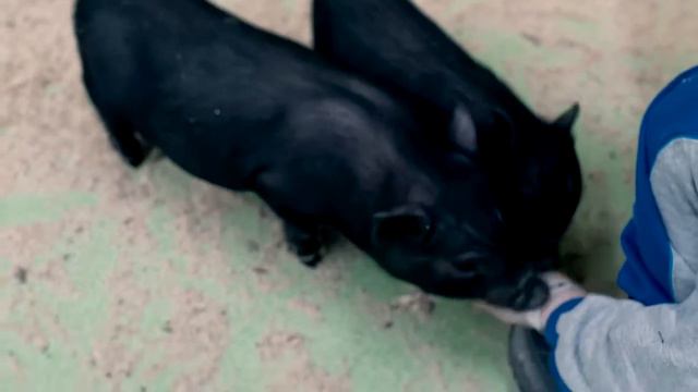 ZooPark смотреть онлайн