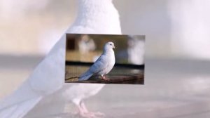 Під дубиною  Ukrainian song