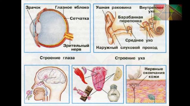 Окружающий мир 3 класс ч.2, Перспектива, с.60-63, тема урока "Наши органы чувств" смотреть онлайн