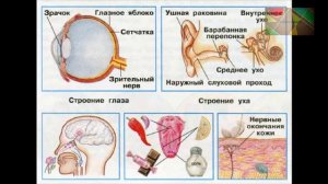 Окружающий мир 3 класс ч.2, Перспектива, с.60-63, тема урока "Наши органы чувств"