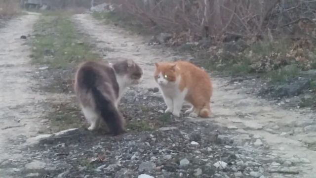 Коты светят глазами смотреть онлайн