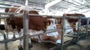 Модернизация молочной фермы. Симментальская порода коров