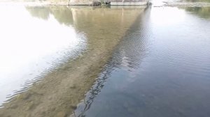 Горная река АШЕ КИШИТ РЫБОЙ. ПОЛНО РЫБЫ. АШЕ. Лазаревское. Сочи. Рыбалка