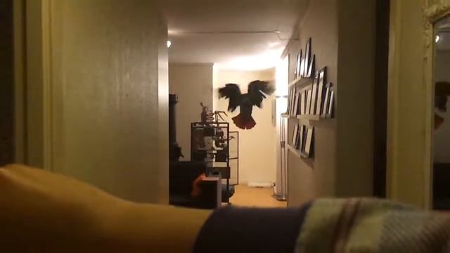 Попугай Жако летает дома. African grey parrot flying at home смотреть онлайн