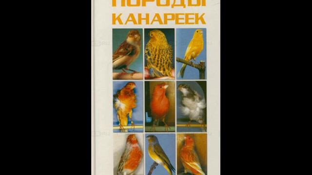 Книги о птицах смотреть онлайн