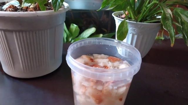 УДОБРЯЮ так и ЦВЕТЫ стоят в БУТОНАХ и с ЗЕЛЁНОЙ листвой смотреть онлайн