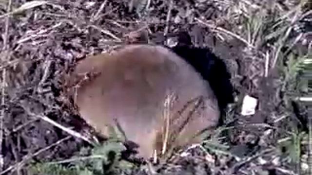 Слепец, щенюк, хомяк или как его там? смотреть онлайн