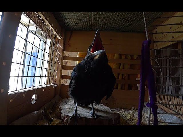 21-й день Чуи Муниной. смотреть онлайн