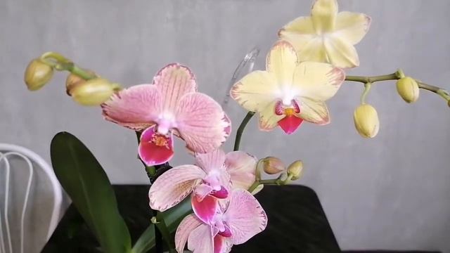 Мои новинки. Теперь и у меня есть Пират. 💕💕💕 смотреть онлайн