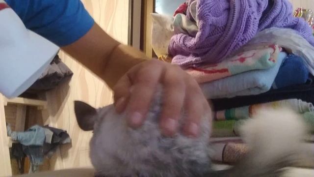 Шиншилла после воды.Мой Шуш прыгнул в таз с водой. смотреть онлайн