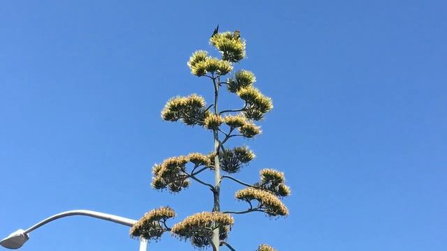 Wild parrots on agave americana flower смотреть онлайн