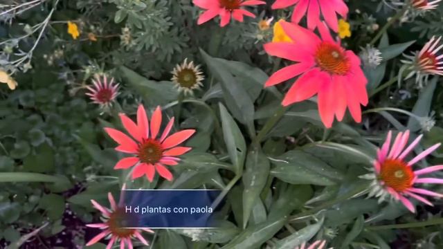Tour de más plantas floreando . смотреть онлайн