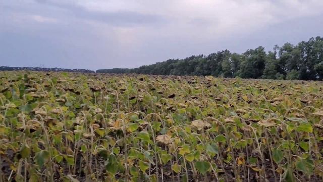 Огляд соняшнику,мабуть скоро жнива. смотреть онлайн