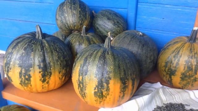 Тыква сорта "Голосемянка", обзор. смотреть онлайн