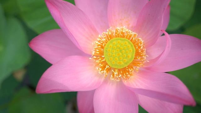 Цветок лотоса смотреть онлайн