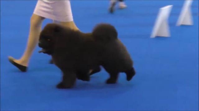 Чау-Чау на World Dog Show 2016. Часть 4 смотреть онлайн