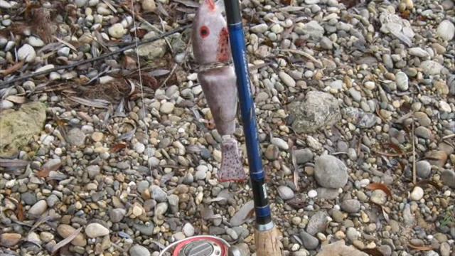 Wobblertest Eigenbau Wobbler смотреть онлайн