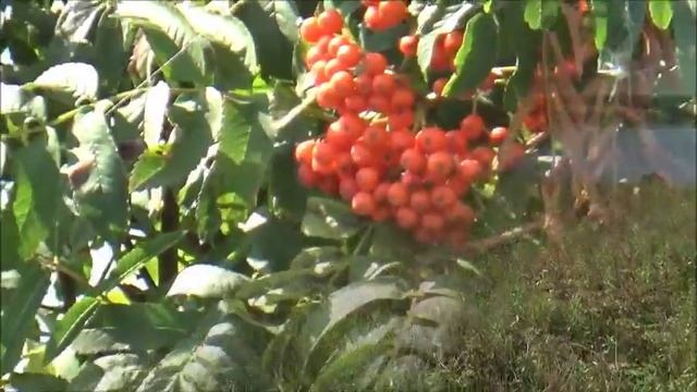 д.Моряны Кировской обл..Екатерининский Сибирский тракт. смотреть онлайн