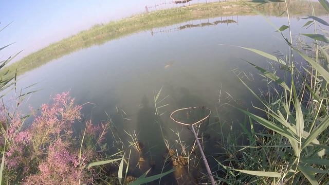 SIRDARYO. MEHNAT. VASTOCHNAYA KANALI. SAZANLAR  (ВАСТОЧНАЯ КАНАЛИ СИРДАРЁ)