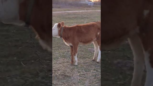 Наши животные!!! смотреть онлайн