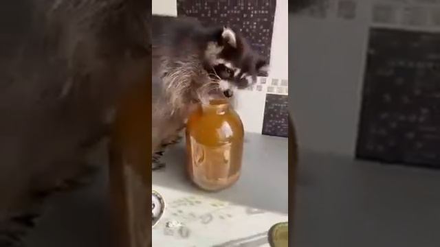 если вам скучно дома заведите енота смотреть онлайн