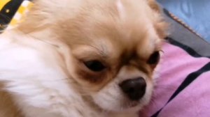 уход за длинношёрстным чихуахуа/что нужно знать