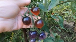 Томат сорта Черника. Опыт выращивания в ОГ. Когда сажала, как формировала, вкус, особенная польза.