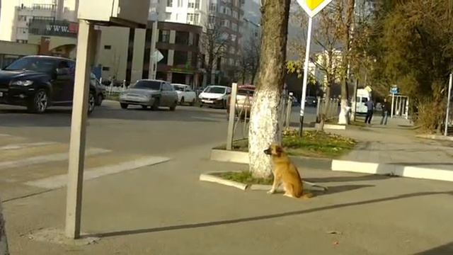 Переход, собака, Кисловодск смотреть онлайн