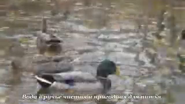 Золотые пески смотреть онлайн