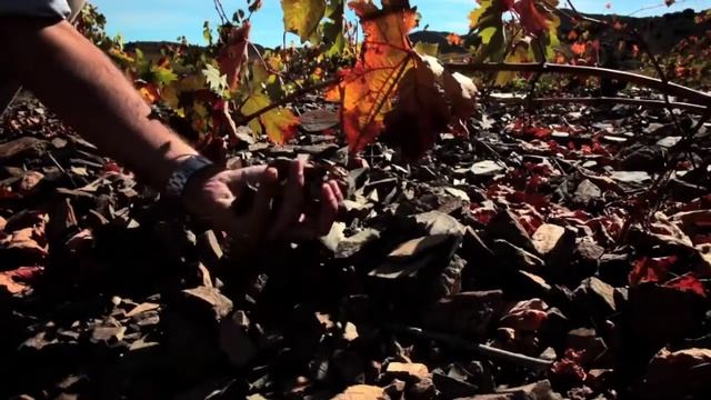 European Garnacha/Grenache Winemaking смотреть онлайн