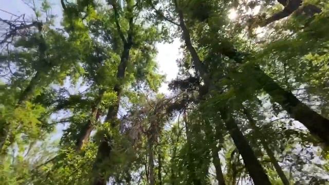 Botanika Bog’i Toshkent| Tashkent