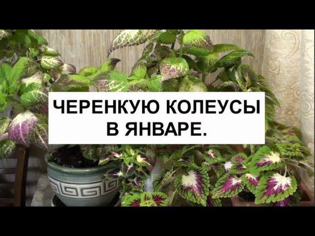 Черенкую колеусы в январе. смотреть онлайн