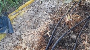 Итог посадки голубики в сосновые опилки