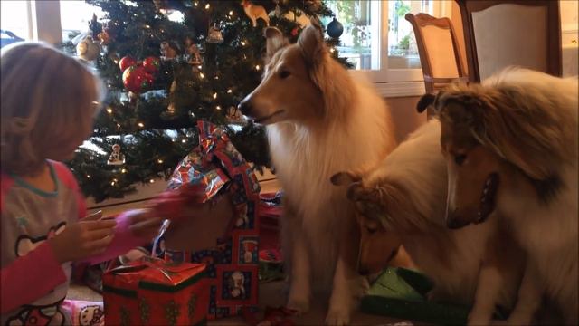 The Collies of Heather Circle Christmas Video for 2015 смотреть онлайн