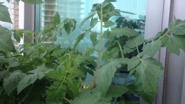 Day 60 - Growing Roma VF Tomatoes in Balcony смотреть онлайн