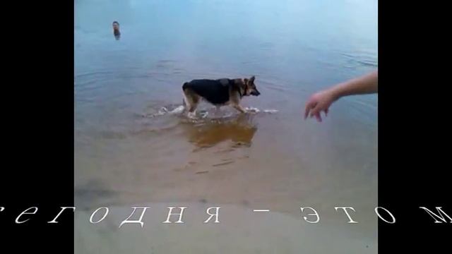 Дана жадина смотреть онлайн