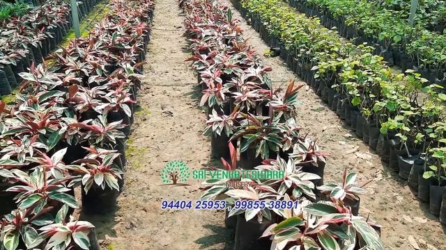 Sri Venkateswara Nursery -Stromanthe Triostar plants in kadiyam смотреть онлайн